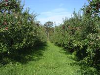 Apple Orchard in Maine