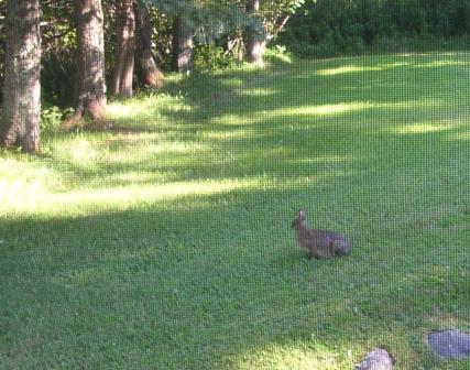Rabbit on Sea Ledges Lawn Cutler Maine