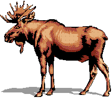 Picture of Maine Moose