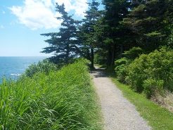 Walking Trail at Quoddy Head State Park in Maine